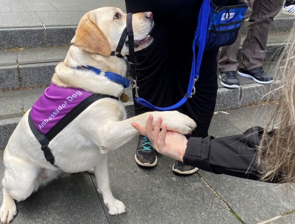 A Blue Badge team member shakes the paw of a dog graduate