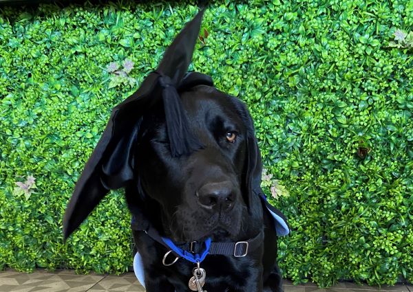 Assistance dog graduation