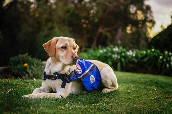 NDIS might readily fund Guide, Hearing and other Assistance Dogs the same way