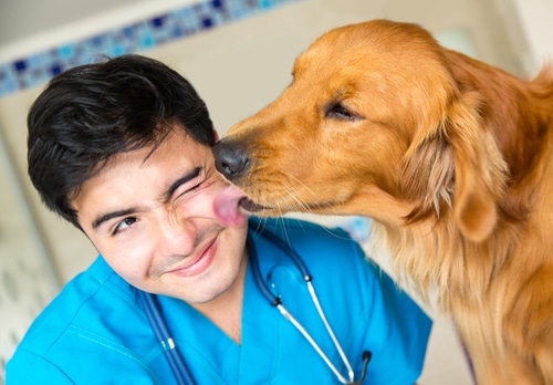 get pet healthcare as part of your NDIS assistance animals plan