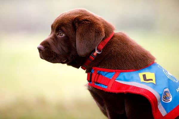 a pup in training will hopefully receive NDIS assistance animal funding