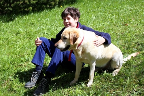 Autism, PTSD, Guide, Hearing are types of Assistance Dogs 