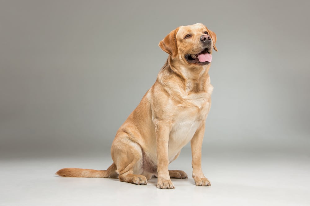 A happy labradors sitting