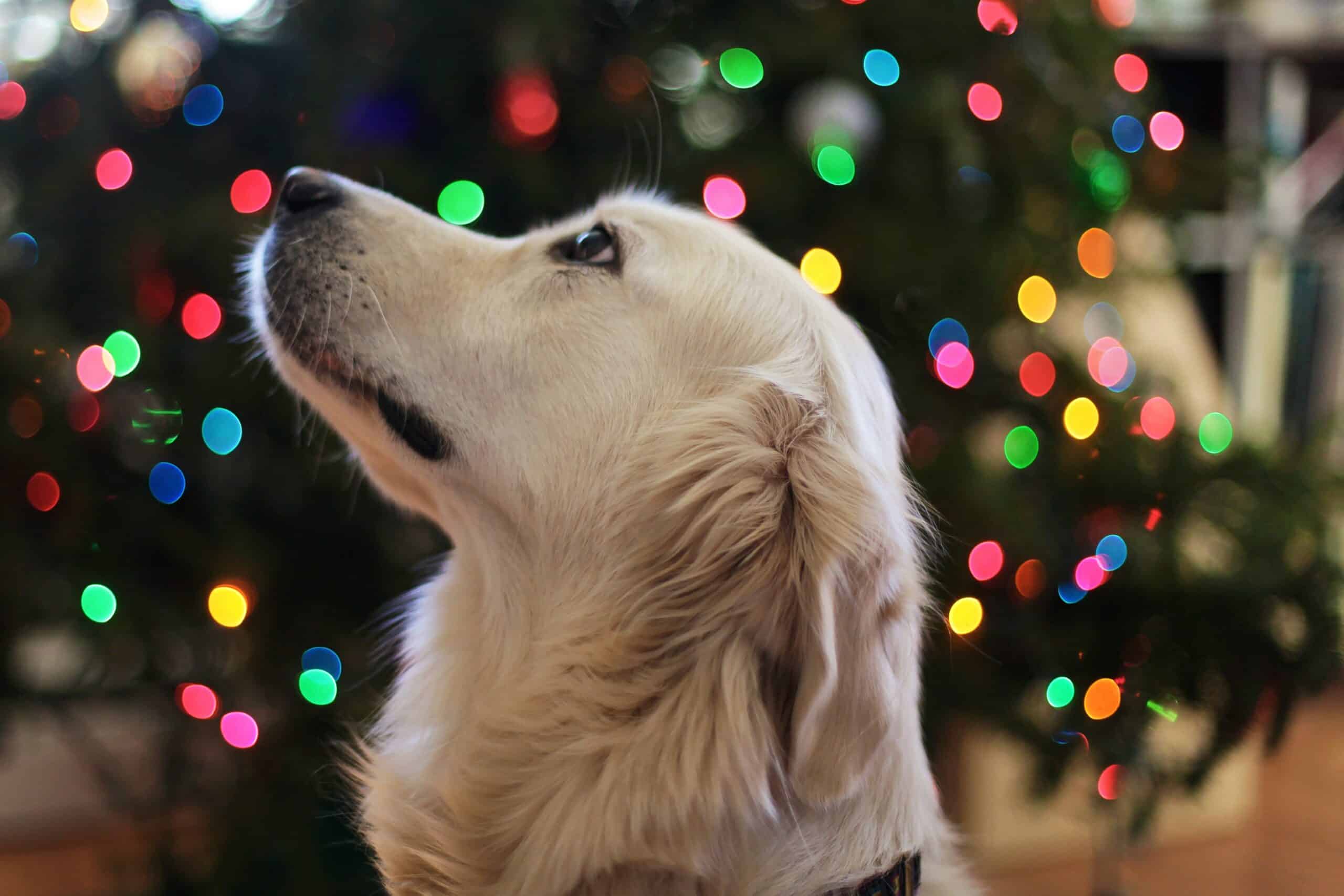 pets for christmas can have pros and cons