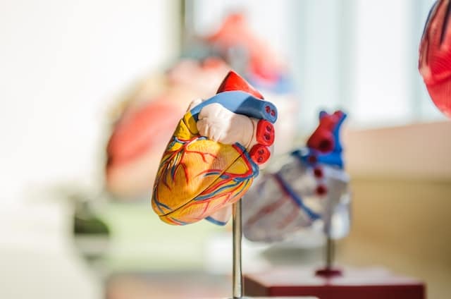 biologically accurate heart sculpture used to explain heart health checks to a patient