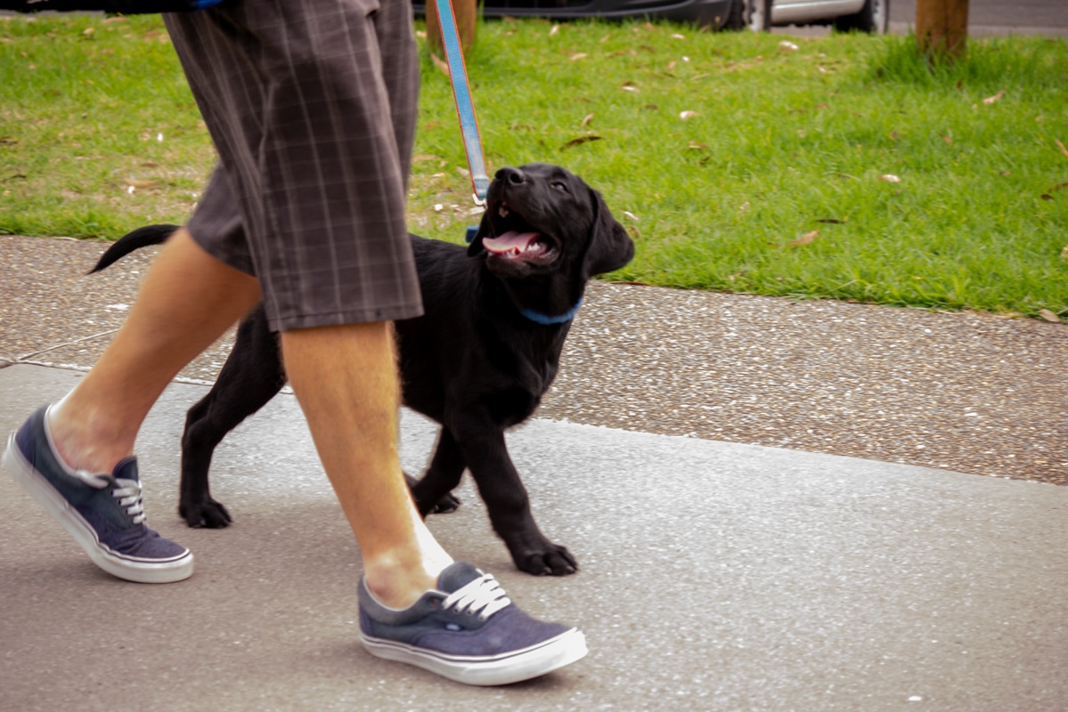 this woman in brown shorts is walking a black Labrador for Assistance Dog training