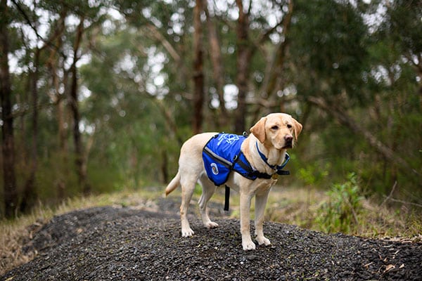 this assistance dog standing out in the bush is helping someone who's travelling with a disability