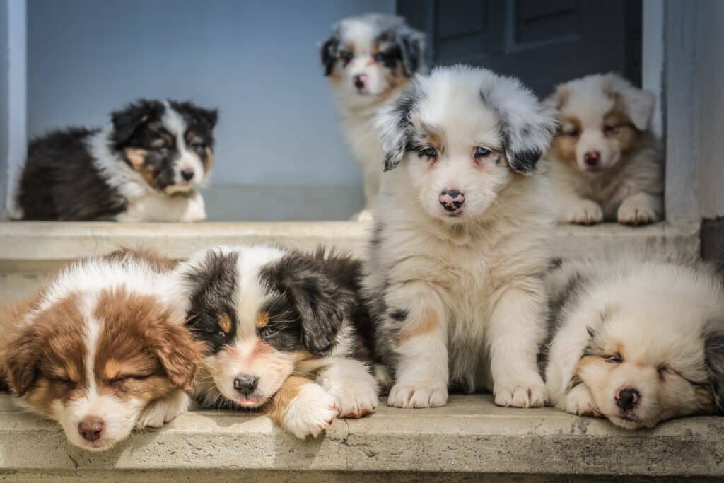 Blue Badge Pet Insurance covers this litter of Australian Shepherd puppies on two bone coloured steps