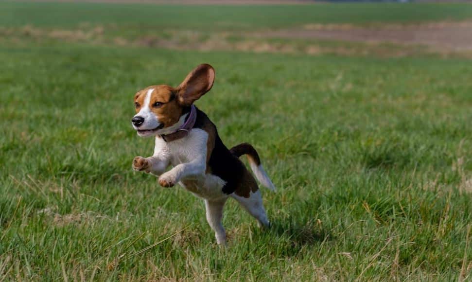 This Beagle bounding through grass has Blue Badge Pet Insurance
