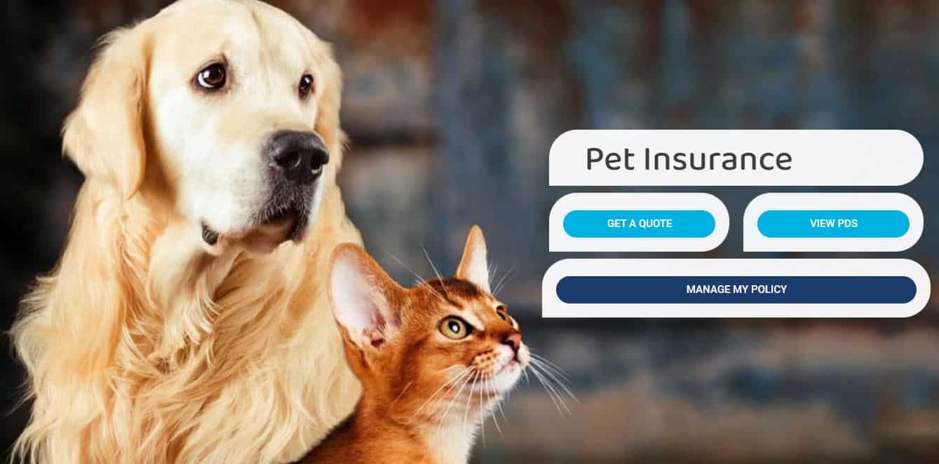 This Golden Retriever and orange tabby cat look upwards at the Blue Badge Pet Insurance website offering