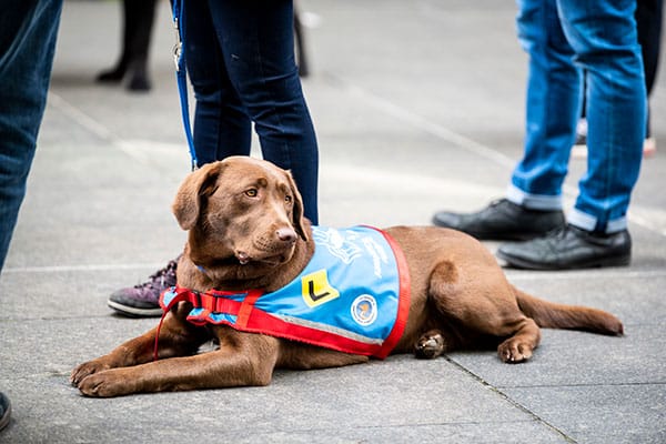 A Guide Dog goes (also called an Assistance Dog or Service Dog) waits in a queue to board and fly on a plane