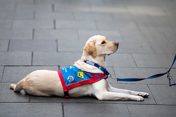 A Guide Dog (also known as a Service or Assistance Dog gets ready for flying on a plan