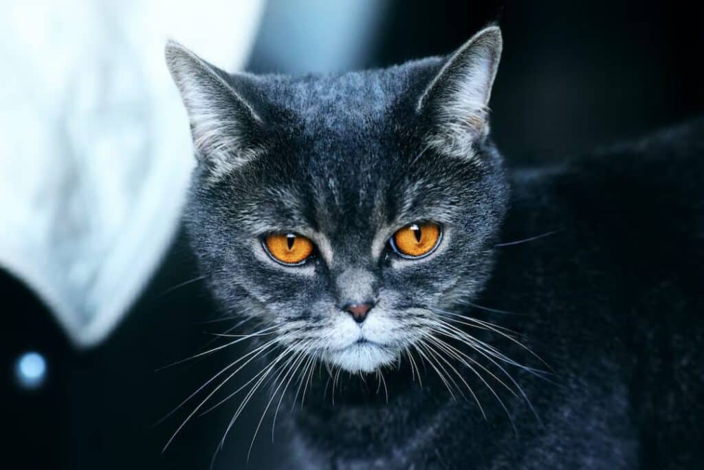 This grey cat with orange eyes has Blue Badge Pet Insurance