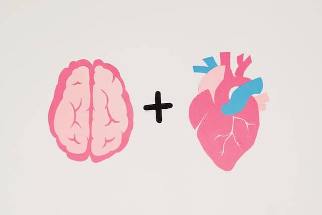 illustration of a brain and heart represent Perry Cross Spinal Research Foundation funding research into a cure for paralysis using stem cell research