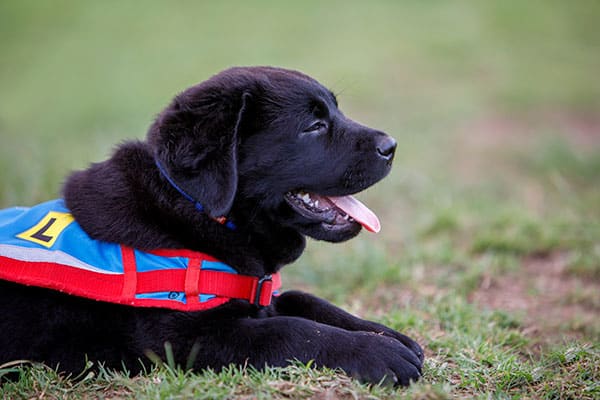 Assistance Dog puppy is in training to prepare for flying with its future owner