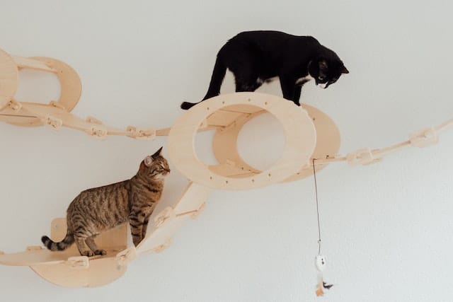 this black cat and brown tabby cat playing on a bone coloured wall-mounted gat gym are covered by Blue Badge Pet Insurance