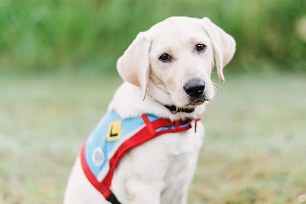 Blue Badge Pet Insurance covers this light coloured Labrador sitting on grass that's wearing the Assistance Dogs Australia learner vest 