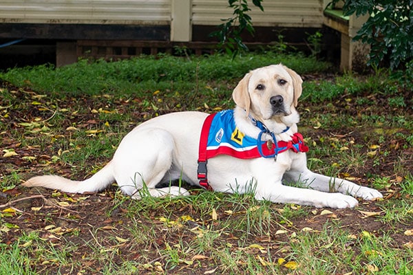A Labrador celebrates International Assistance Dog Week in the park