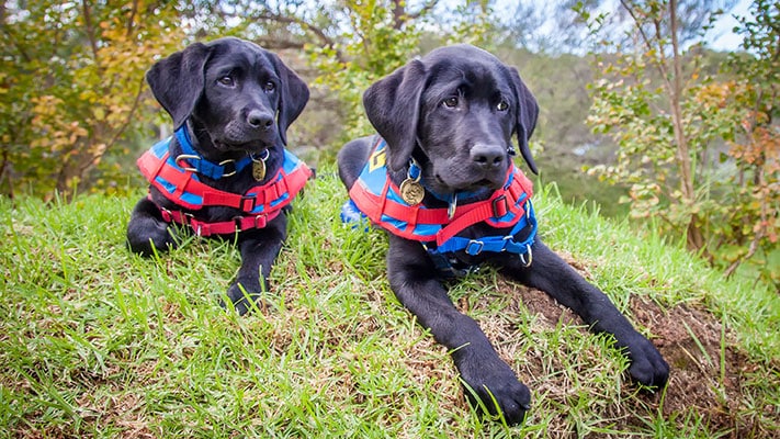 Two black labs celebrate International Assistance Dog Day on an outing in the park