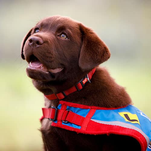 Little labrador puppy trains up to become an Assistance Dog
