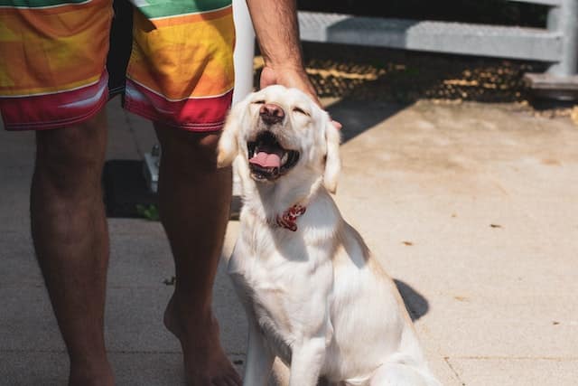 a psychiatric dog gets a pat from its human who suffers from PTSD