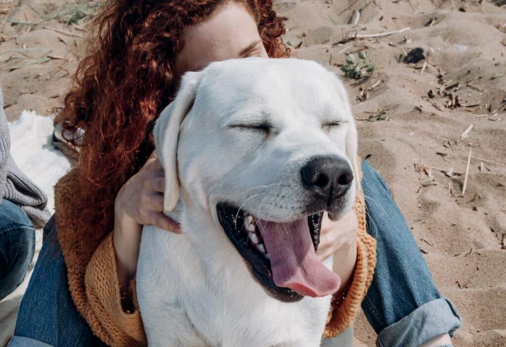 A PTSD dog helps its owner stay calm in a public space