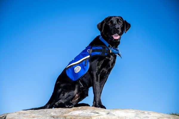 A black dog wearing a blue service vest sits on a rock against a clear blue sky.