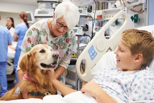 A therapy dog visits a young boy who is currently in hospital