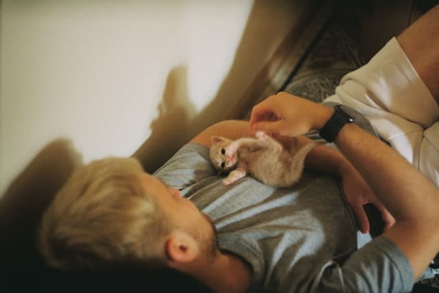 a man plays with his little ginger kitten 