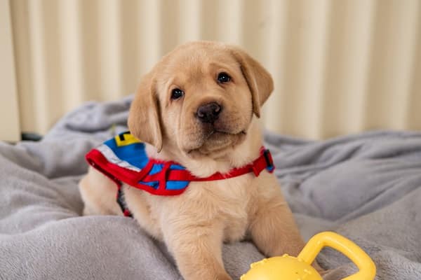 A small puppy wearing a colorful vest lies on a gray blanket beside a yellow toy, showcasing its potential for Assistance Dog Day.