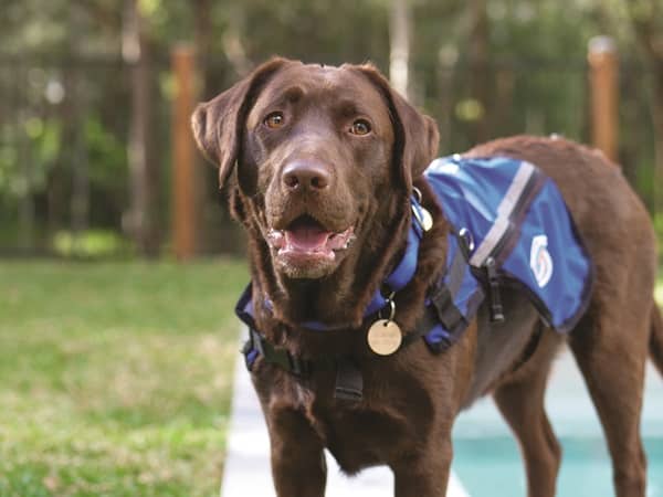 During International Assistance Dog Week, a brown Labrador Retriever wearing a blue service dog vest stands outside on green grass with trees in the background.
