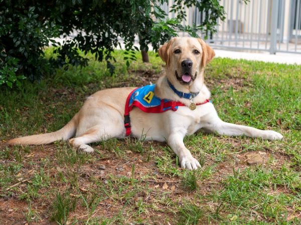 Yoda is an Assistance Dog Australia trained PTSD dog