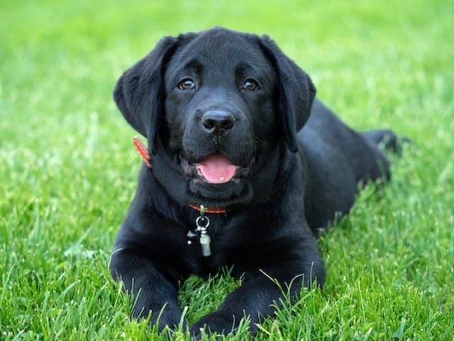 a little dog trains up to become an Assistance Dog