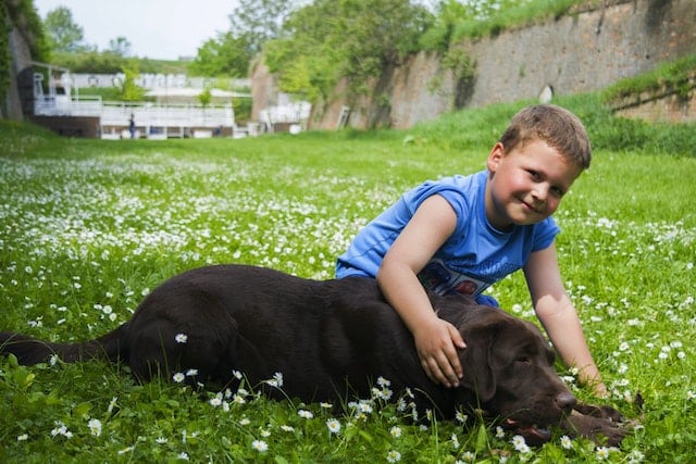 A little boy with Autism spends time with his Assistance Dog 