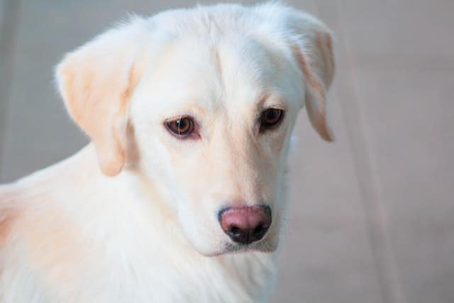 a cute Labrador puppy that will grow up to become an Australian Assistance Dog