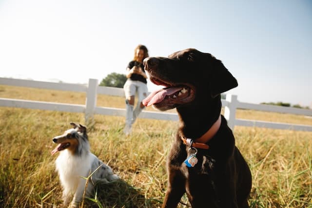 a woman takes her part time pups out for a walk