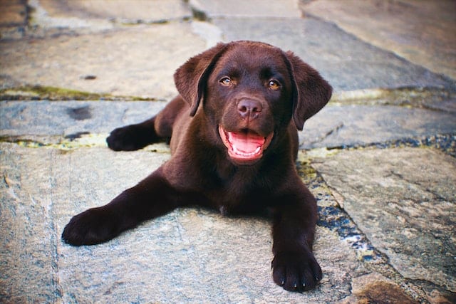 an Australian Assistance Dog puppy stays with a puppy volunteer over weekends