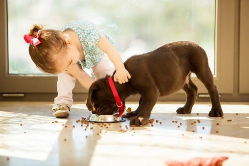 A little girl tries to stop her Labrador puppy from over eating