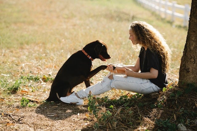 An Assistance Dogs trainer spends time with a retired dog