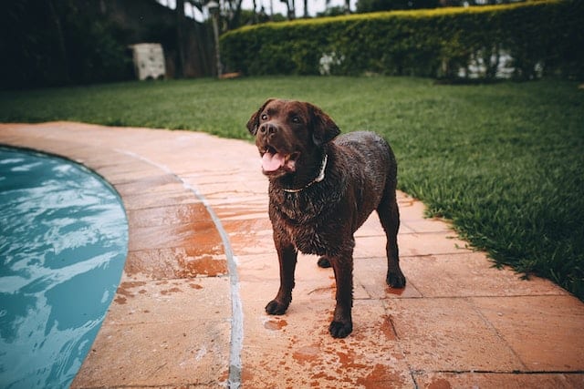 A chocolate Labrador enjoys some water fun at the poolside, something this dog breed is known for enjoying 