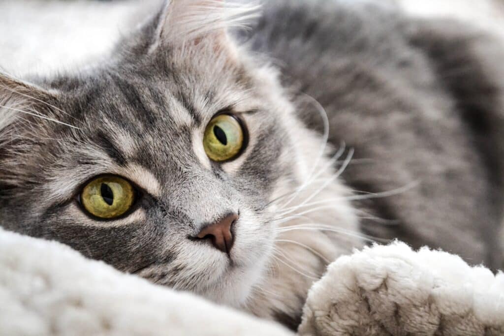 A companion animal, like this cat, can play a positive role in your life by improving your mental and emotional wellbeing.