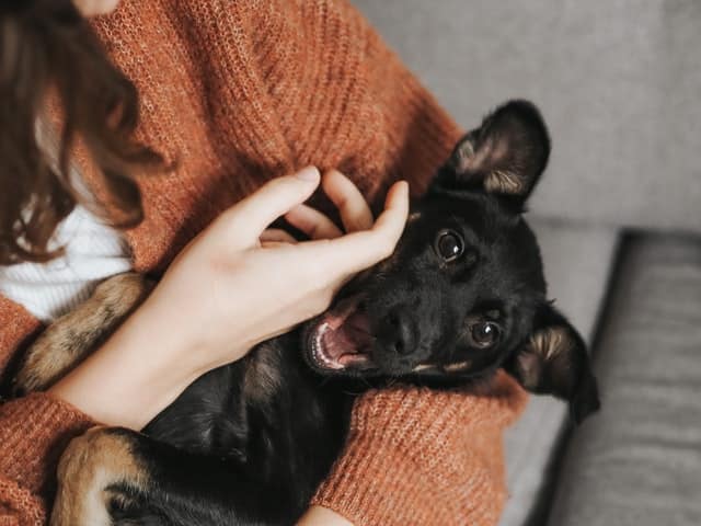 a woman with limited mobility holds her therapy dog who is protected by dog insurance for puppies