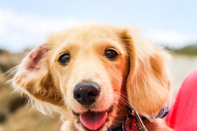 a young assistance dog has the protection of puppy insurance for accidents and illnesses 