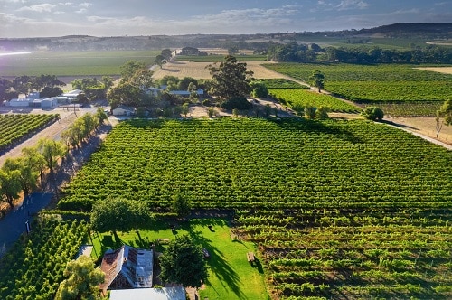 A scenic aerial view of a wheelchair-friendly vineyard and farm, offering fun activities for wheelchair users.
