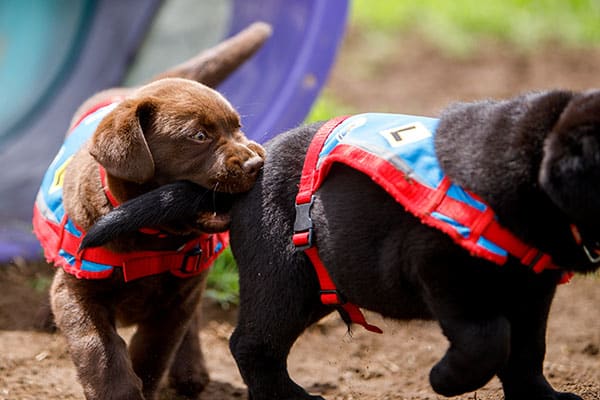 Assistance dog puppies playfully bite one another during training for their service duties and are luckily protected by insurance cover for service dogs