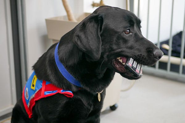 A black service dog brings its owner, who lives with limited mobility, their remote control
