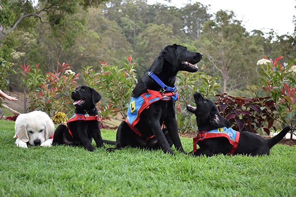 A group of Assistance Dogs sitting on a grassy bank and all are protected with service dog insurance.