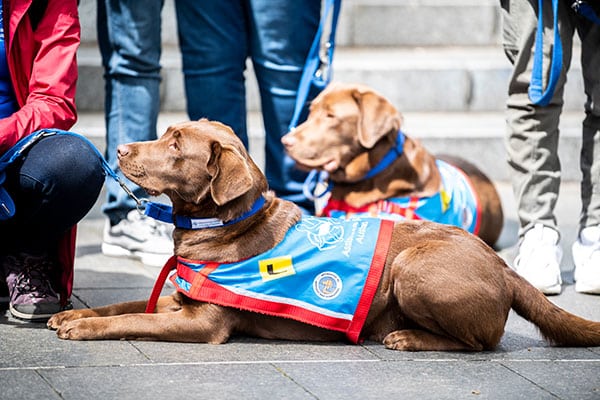 A group of people standing next to a two Assistance dogs with glistening healthy auburn fur