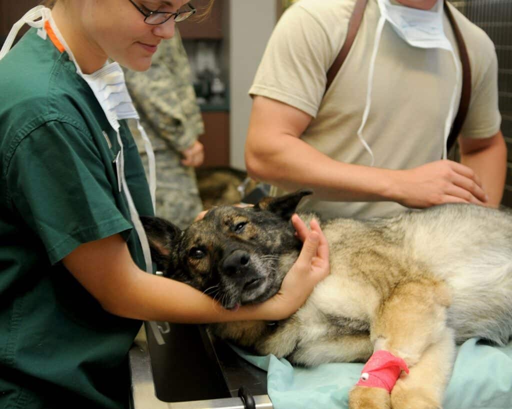 A service dog is treated by vets and the bills will be reimbursed by the cover it has for service dog pet insurance 
