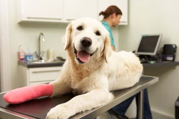 A Labrador retriever with a cast on his leg is getting ready to go home after vet treatment for which the costs will be covered by its pet plan